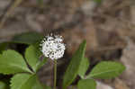 Dwarf ginseng